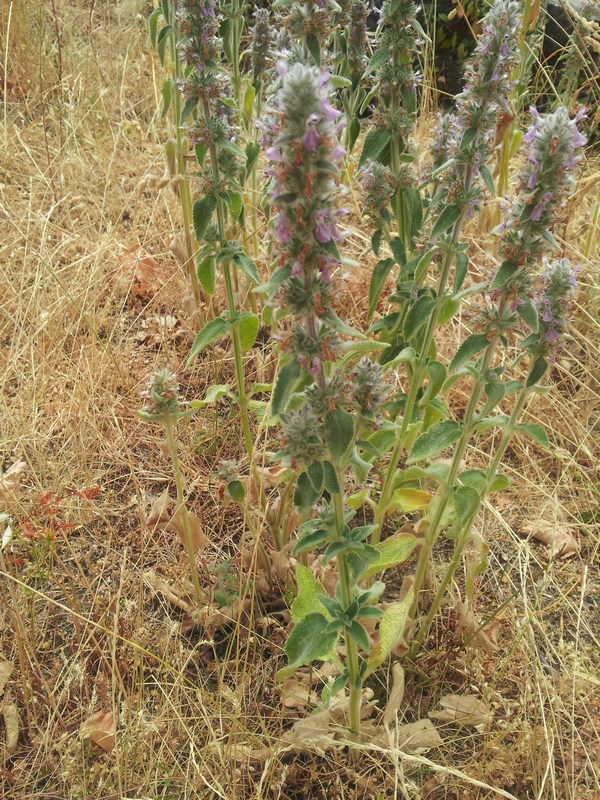 pianda da determinare - Stachys gr. germanica